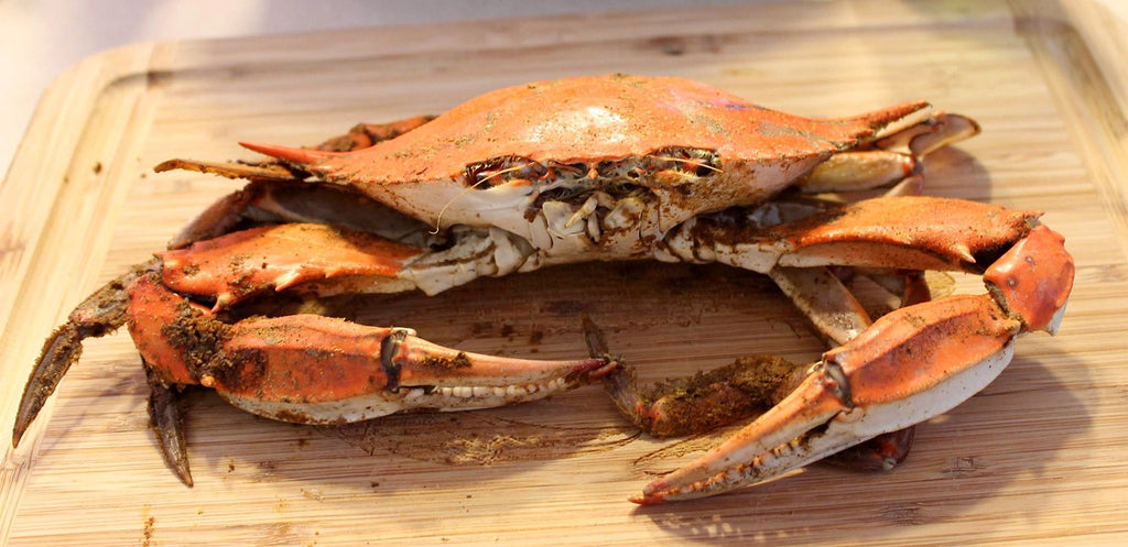Monstercrab Boilie 20mm